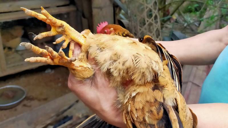 Cách Xả Cựa Cho Gà Đá Đúng Bài Bản Nhất 4 Các bước xả cựa cho gà đúng kỹ thuật