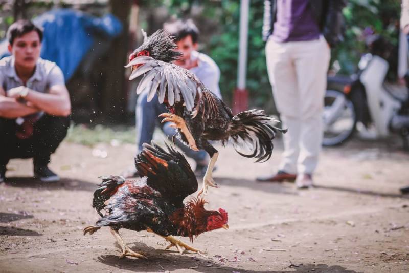 Kỹ Thuật Đá Gà Chống Đòn - Rèn Chiến Kê Lì Đòn 2 Hiểu đúng về gà chống đòn