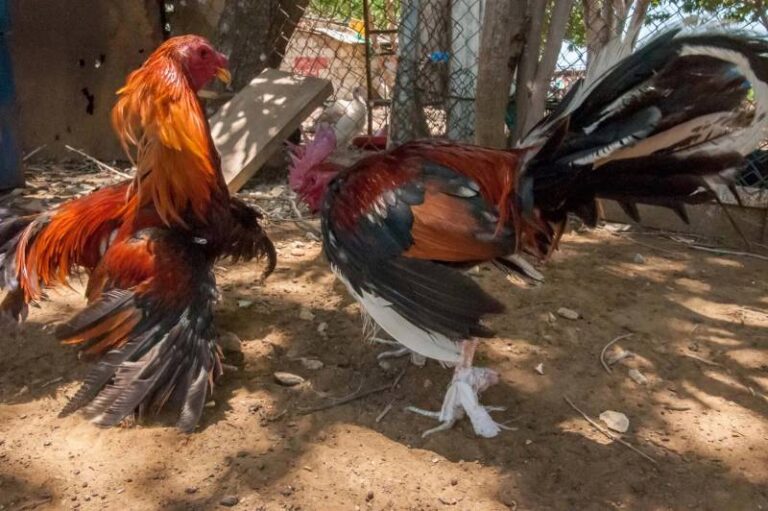 Kinh Nghiệm Nuôi Gà Đá Hiệu Quả Cho Dân Cá Cược 15 Kinh Nghiem Nuoi Ga Da Hieu Qua Cho Dan Ca Cuoc