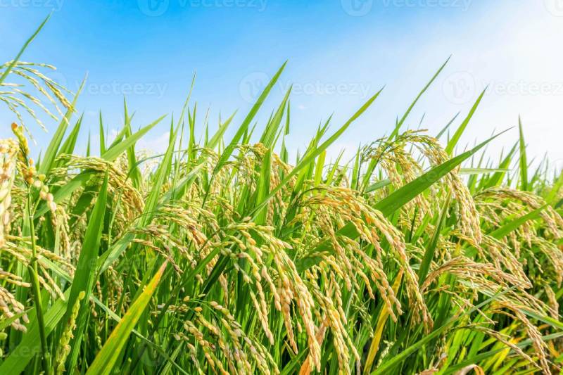 Mơ Thấy Lúa Đánh Con Gì? Những Cặp Số May Mắn Nhất 5 Lưu ý khi giải mã giấc mơ thấy lúa