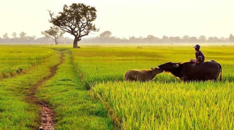 Mơ Thấy Cánh Đồng Đánh Con Gì Để Trúng Lớn? 14 Mơ Thấy Cánh Đồng Đánh Con Gì Để Trúng Lớn?