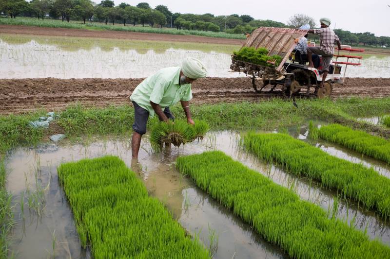 Mơ Thấy Lúa Đánh Con Gì? Những Cặp Số May Mắn Nhất 3 Mơ thấy cấy lúa