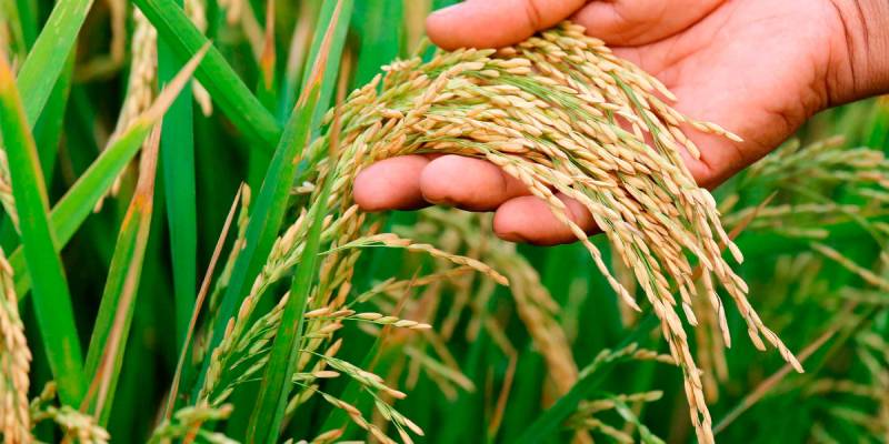 Mơ Thấy Lúa Đánh Con Gì? Những Cặp Số May Mắn Nhất 2 Mơ thấy lúa chín