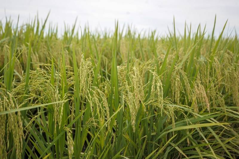 Mơ Thấy Lúa Đánh Con Gì? Những Cặp Số May Mắn Nhất 4 Mơ thấy lúa đánh con gì?