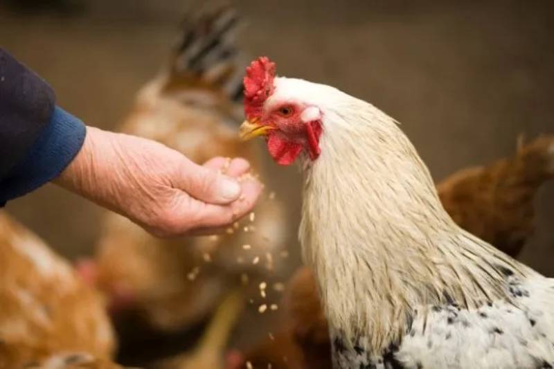 Chế Độ Dinh Dưỡng Cho Gà Đá - Giúp Gà Khoẻ Mạnh Nhất 2 Vai trò quan trọng của chế độ dinh dưỡng trong nuôi gà đá
